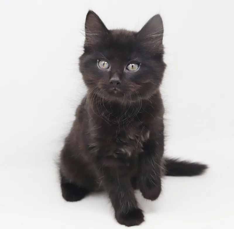 A baby small-sized male Black Maine Coon cat named Floof Is Well... Floofy! for adoption in Bedford Hills, NY