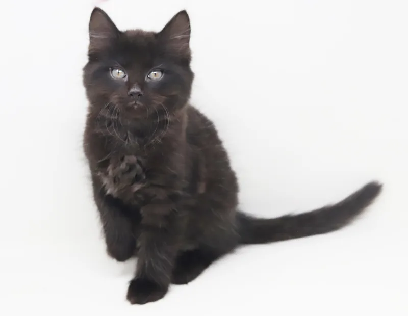 Floof Is Well... Floofy! thumbnail 3