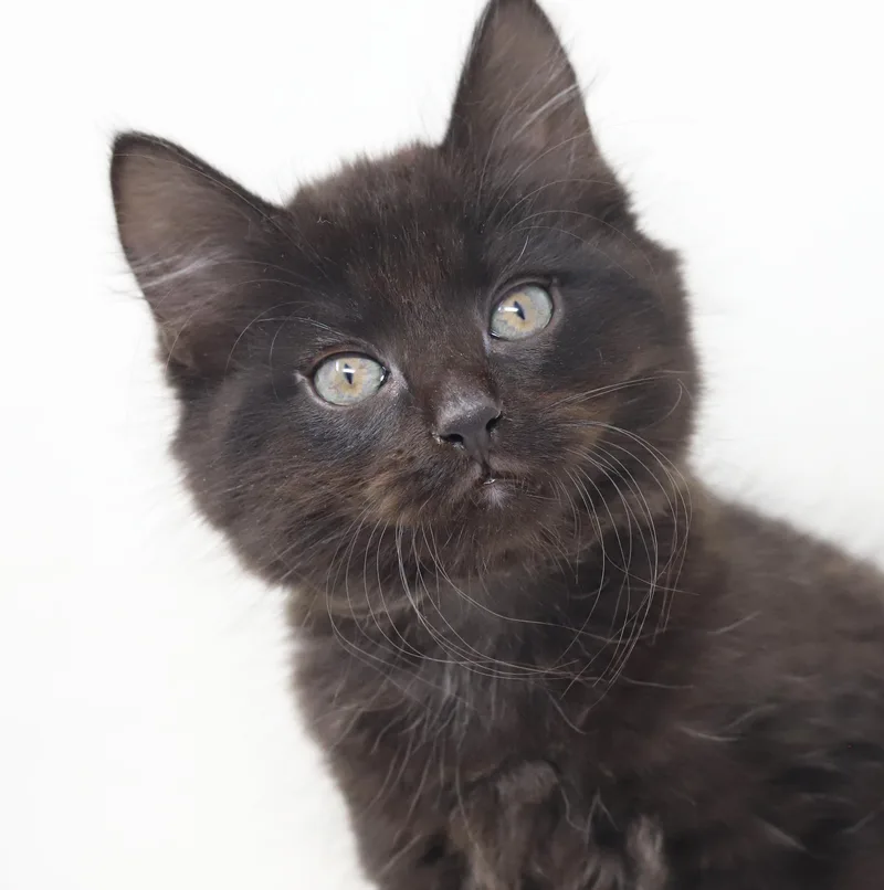 Floof Is Well... Floofy! thumbnail 4