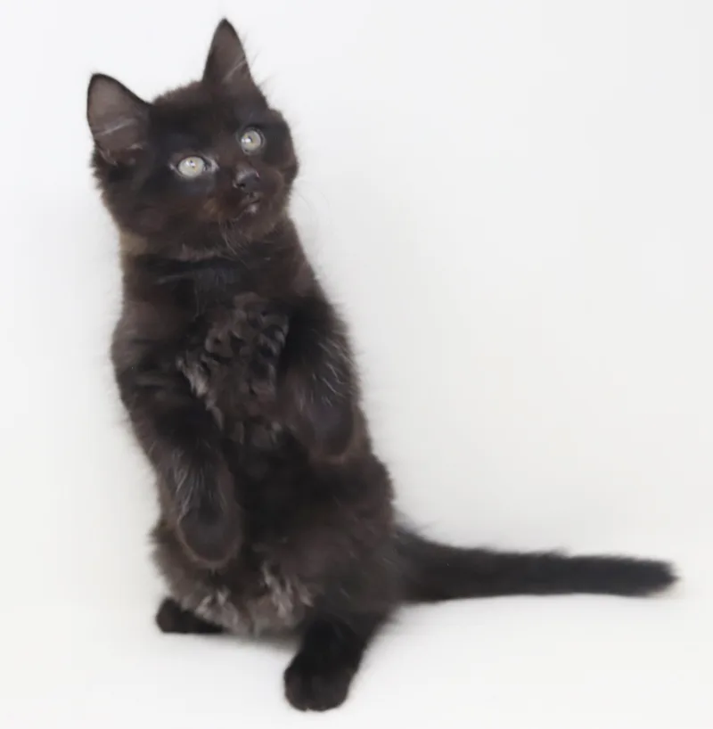 Floof Is Well... Floofy! thumbnail 6