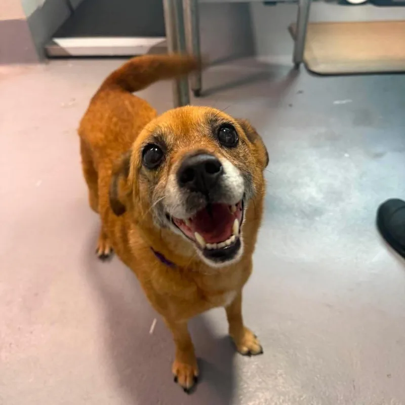 An adult small-sized female Brown / Chocolate Mixed Breed dog named Eleanor Rigby for adoption in Aldie, VA