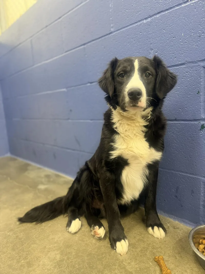 A young medium-sized male Black Mixed Breed dog named Marian for adoption in Leitchfield, KY
