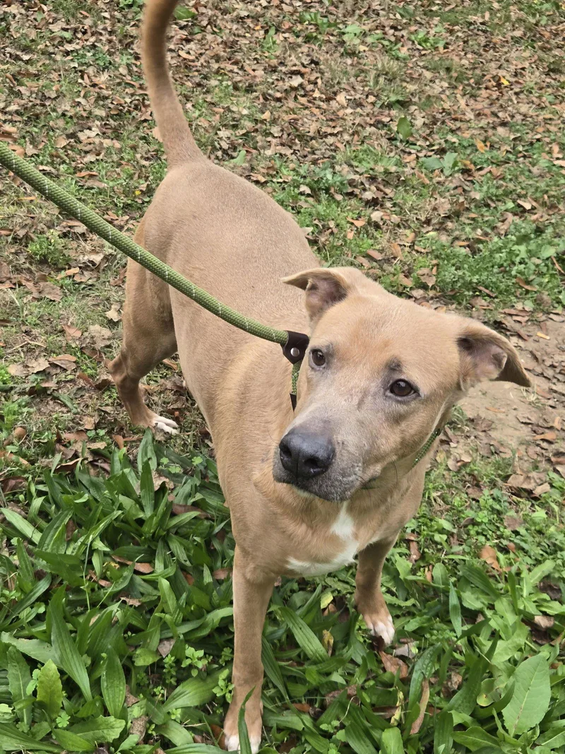 Rocky Raccoon thumbnail 2