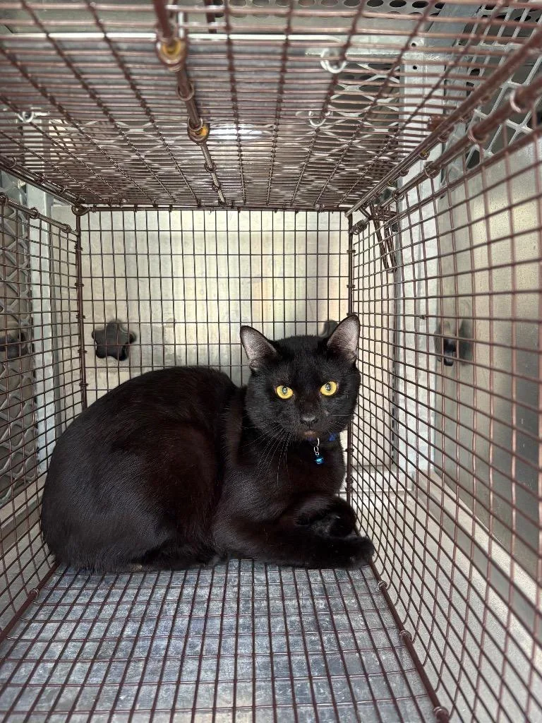 A young large-sized male Domestic Short Hair cat named Jinx for adoption in New Braunfels, TX