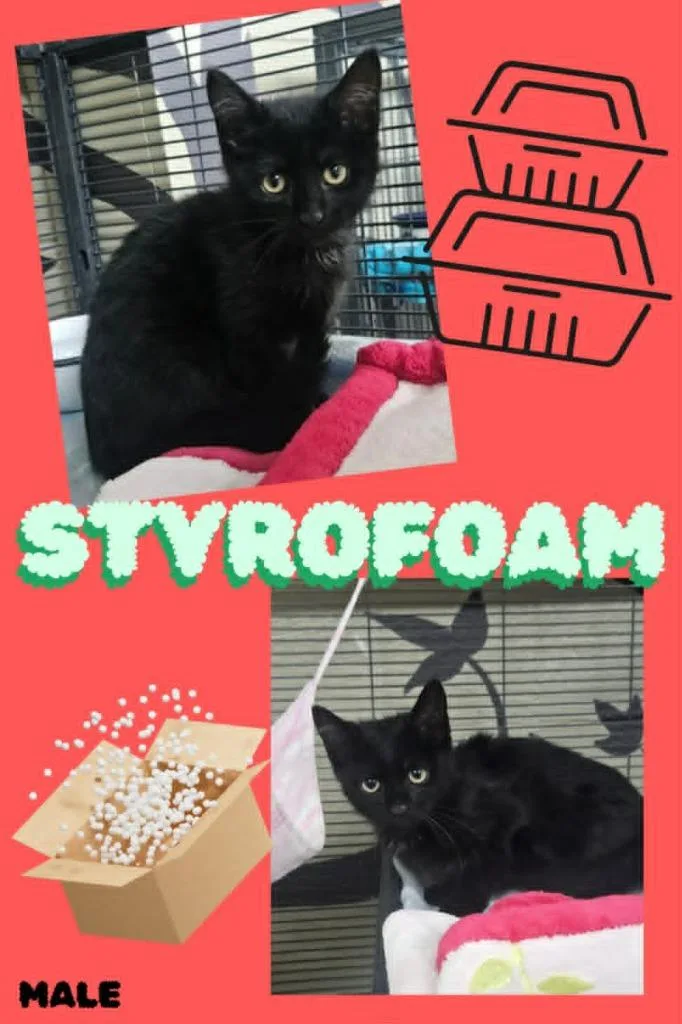 A baby small-sized male Domestic Short Hair cat named Styrafoam for adoption in Blountville, TN