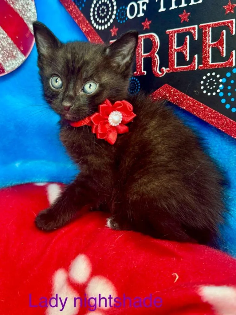 Lady Nightshade thumbnail 2