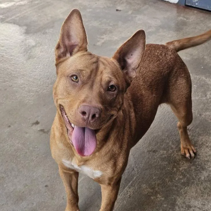 Candy Corn thumbnail 2