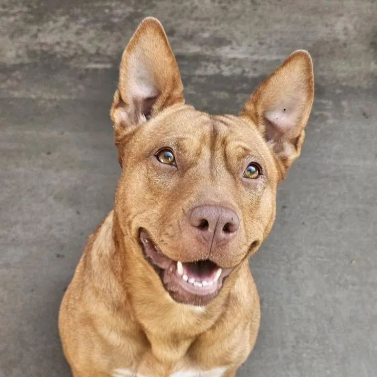 Candy Corn thumbnail 3