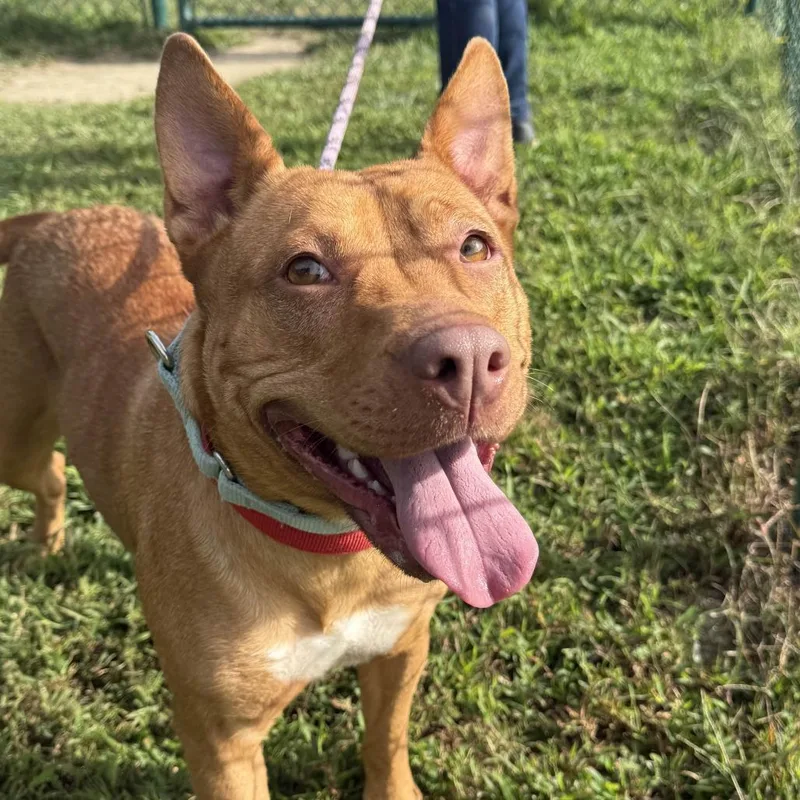 Candy Corn thumbnail 4