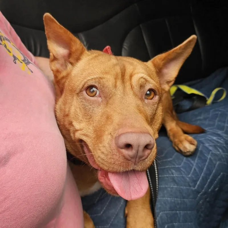 Candy Corn thumbnail 5