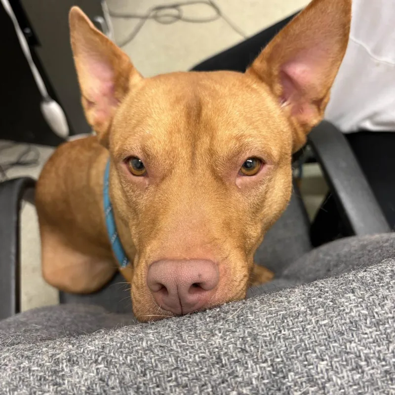 Candy Corn thumbnail 6