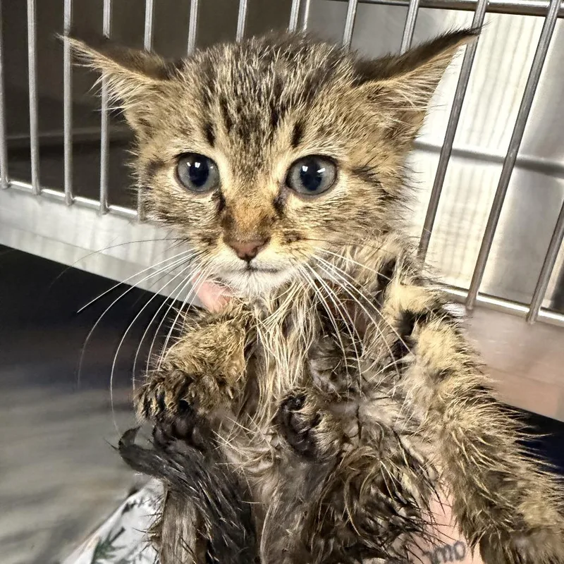 A baby small-sized male Brown / Chocolate Domestic Short Hair cat named Louie for adoption in Marion, VA