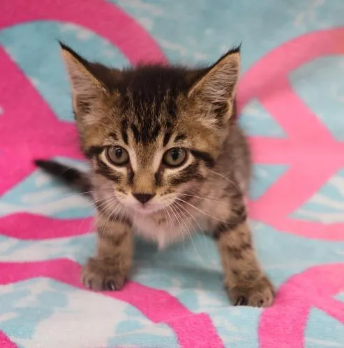 A baby medium-sized female Domestic Short Hair cat named Pebbles for adoption in Thief River Falls, MN