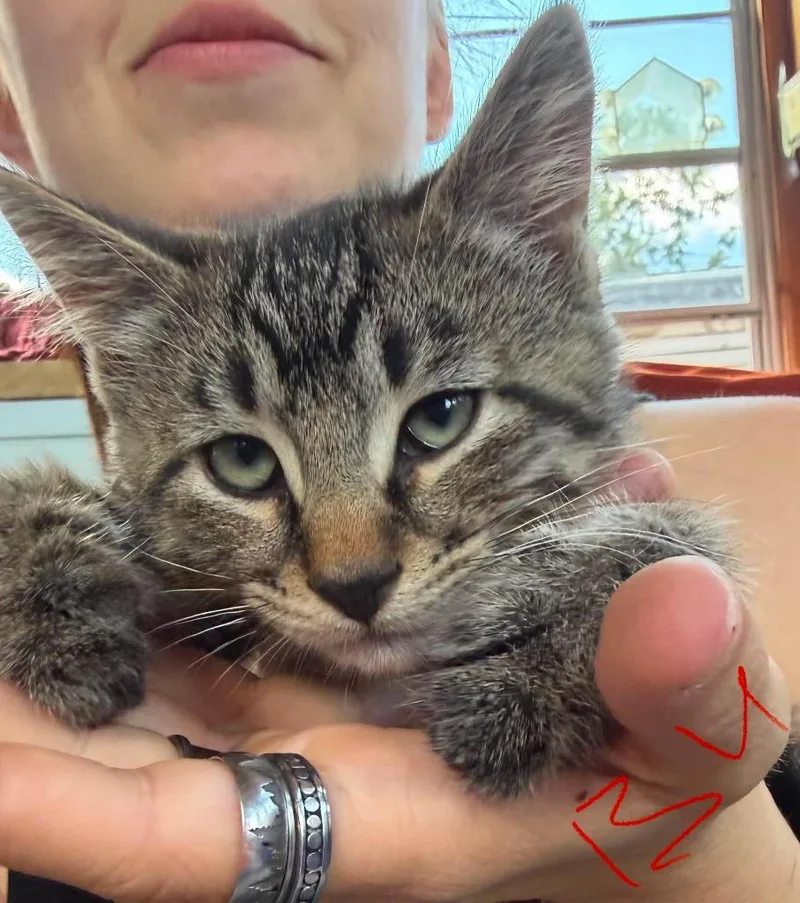 A baby medium-sized male Domestic Short Hair cat named Bullseye for adoption in Cloquet, MN