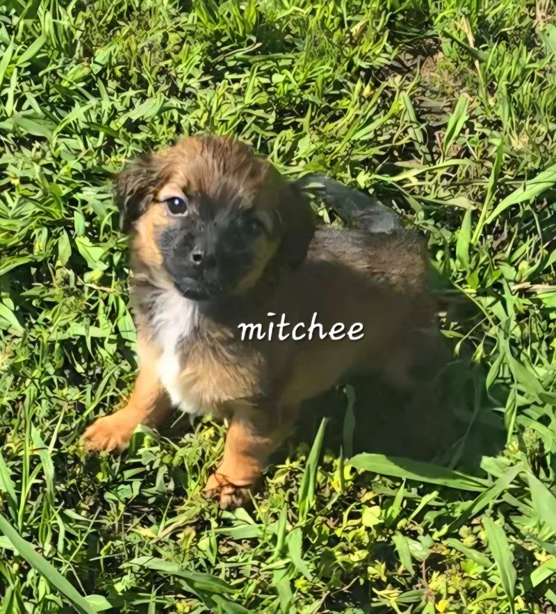 A baby small-sized male Chiweenie dog named Mitchee for adoption in Penryn, CA