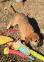 A baby medium-sized female Mixed Breed dog named Ursula for adoption in West Chester, PA