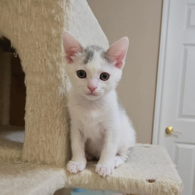 A baby small-sized female White Domestic Short Hair cat named Cherbourg for adoption in Pacific Palisades, CA