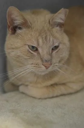 An adult medium-sized male Domestic Short Hair cat named Armand for adoption in Fallston, MD