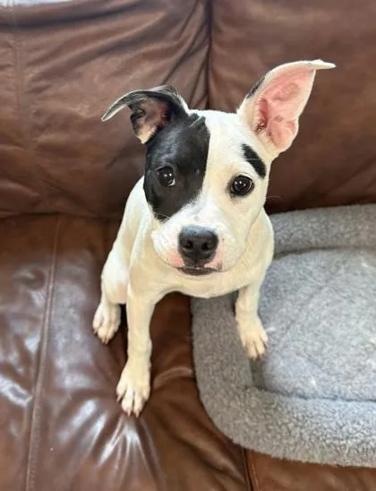A baby medium-sized female Boston Terrier dog named Beebee for adoption in Morton Grove, IL