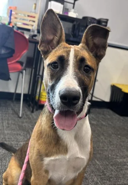 An adult medium-sized female Mixed Breed dog named ZuZu for adoption in West Chester, PA