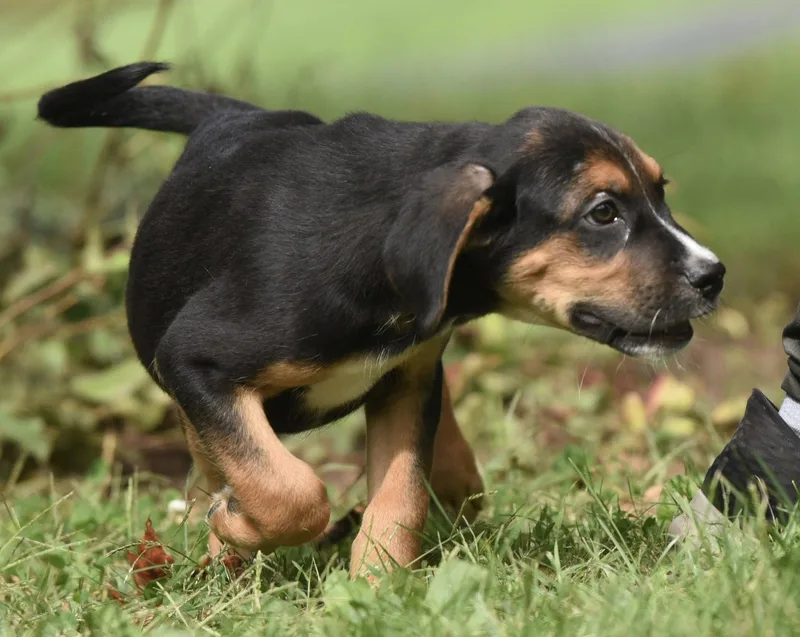 A baby medium-sized male Beagle dog named Liam for adoption in Mechanicsburg, PA