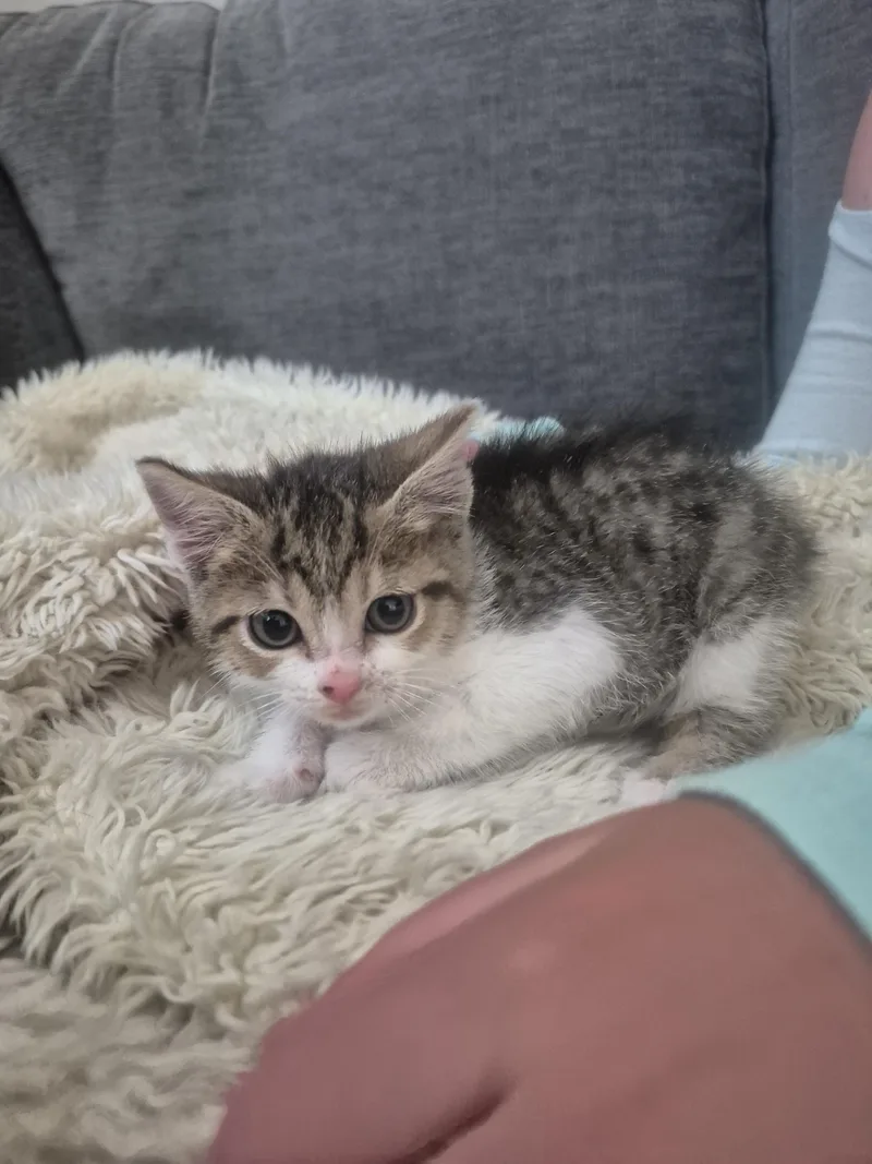 A baby medium-sized female White Domestic Short Hair cat named Emily for adoption in Fruit Heights, UT