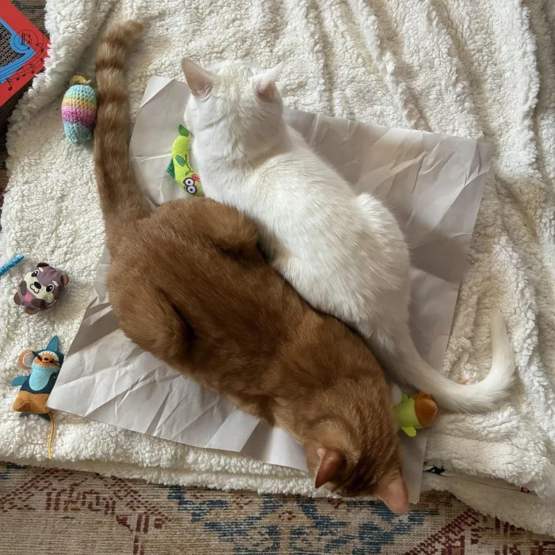 A senior medium-sized male White Domestic Short Hair cat named Bean for adoption in Gibsonia, PA