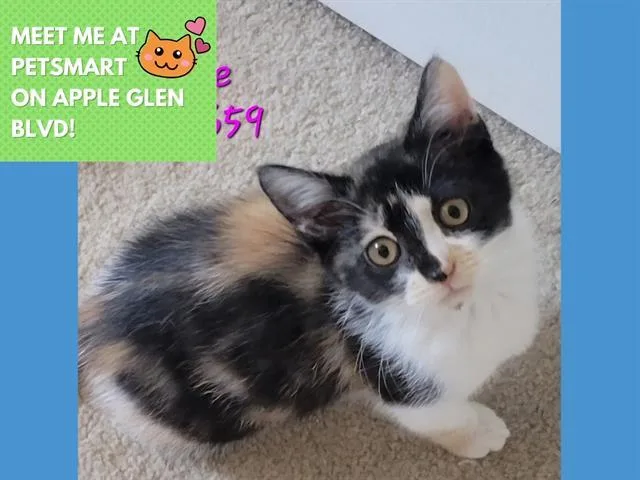 A baby small-sized female Domestic Short Hair cat named Abbie for adoption in Fort Wayne, IN