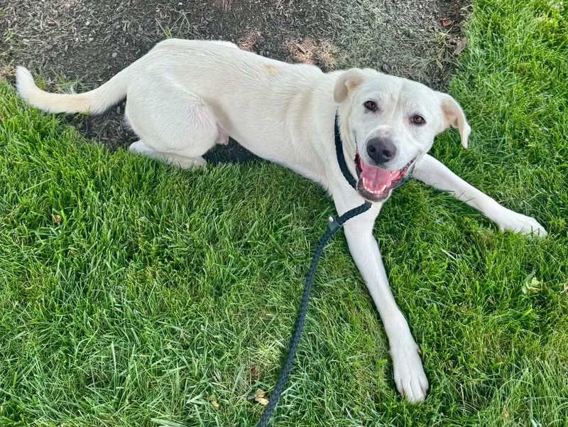 A young medium-sized female Labrador Retriever dog named Snow for adoption in Lewisville, IN