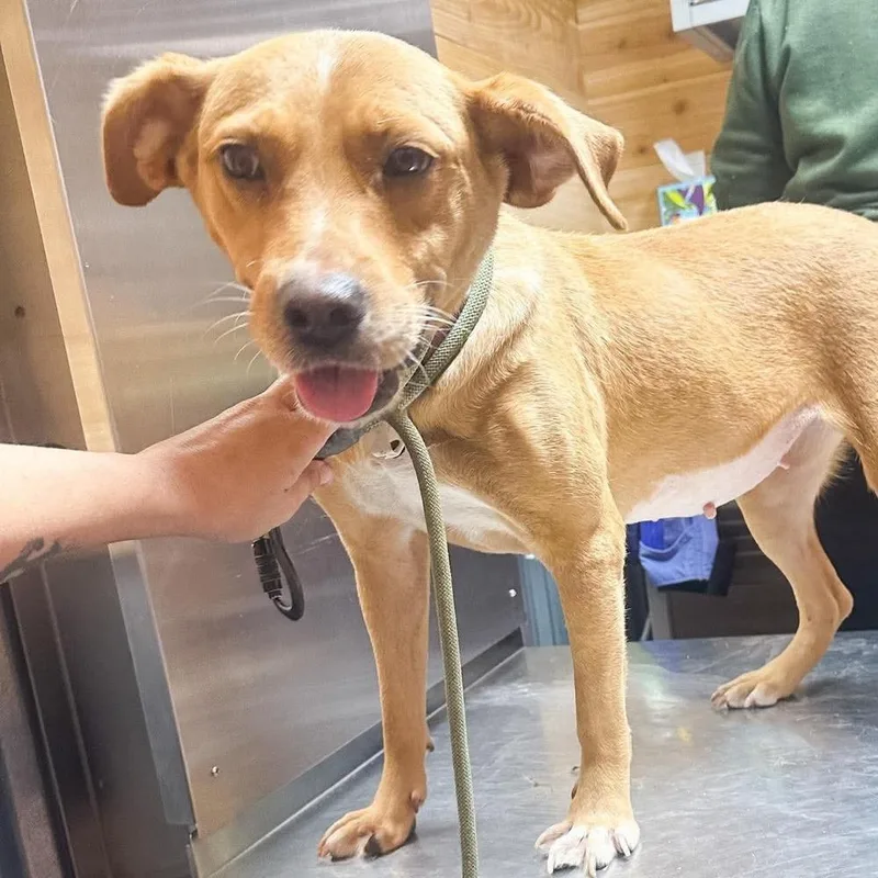 An adult medium-sized female Mixed Breed dog named Lou Lou for adoption in Groveland, MA