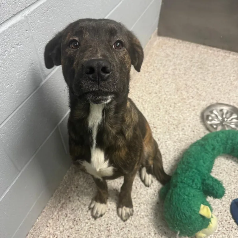 An adult large-sized male Brindle Mixed Breed dog named Brindle for adoption in Winston-Salem, NC