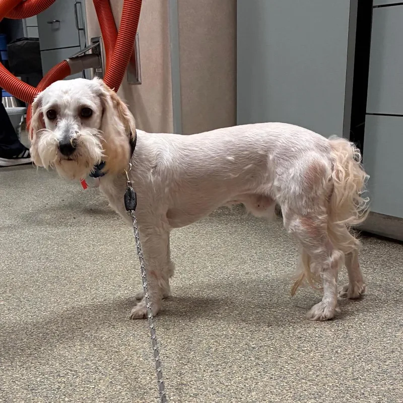 An adult small-sized male Mixed Breed dog named Mark for adoption in Jacksonville, FL