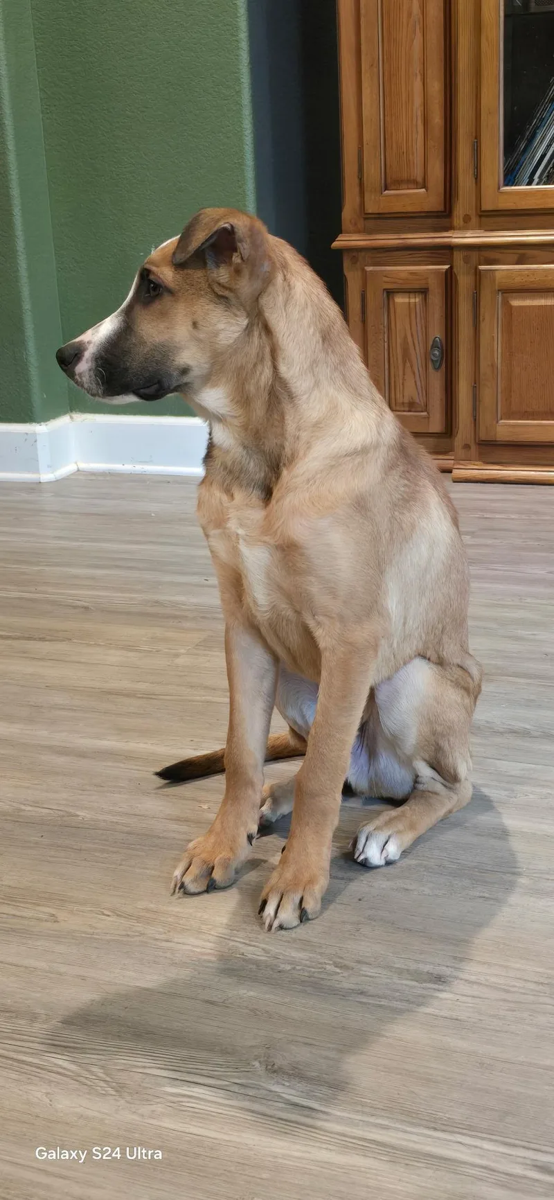 A baby medium-sized male Black Mouth Cur dog named Boon for adoption in Helotes , TX