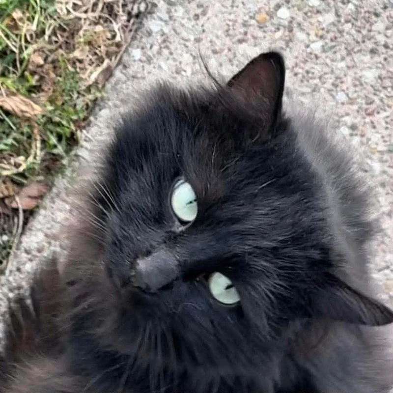An adult small-sized male Black Domestic Long Hair cat named Tippy for adoption in Toledo, OH