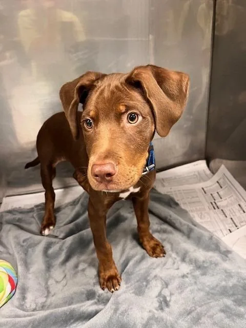 A young medium-sized male Bicolor Doberman Pinscher dog named Moose for adoption in Tyler, TX