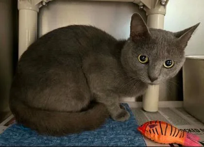 An adult medium-sized male Gray / Blue / Silver Domestic Short Hair cat named Ronnie Boy for adoption in Sullivan, IN