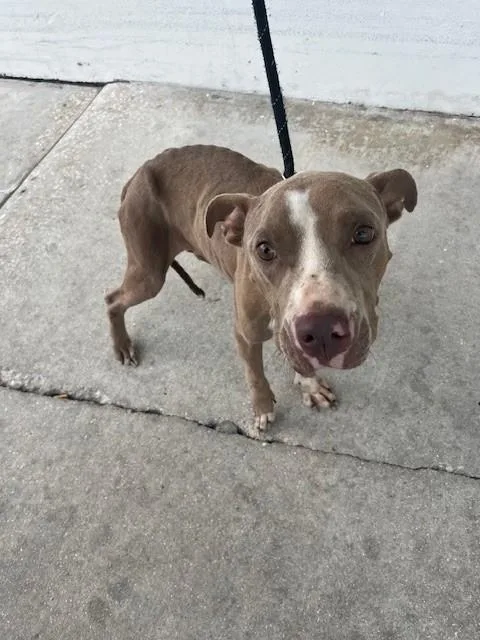 A young large-sized female Pit Bull Terrier dog named Samantha for adoption in Miami, FL