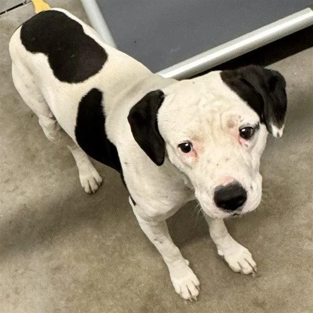 An adult medium-sized male American Staffordshire Terrier dog named Remy for adoption in Tavares, FL