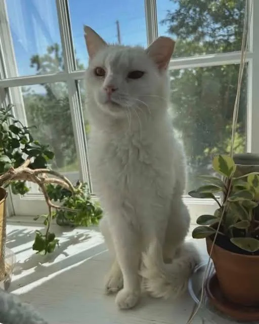 An adult medium-sized male White Domestic Short Hair cat named Snowy for adoption in Reading, PA