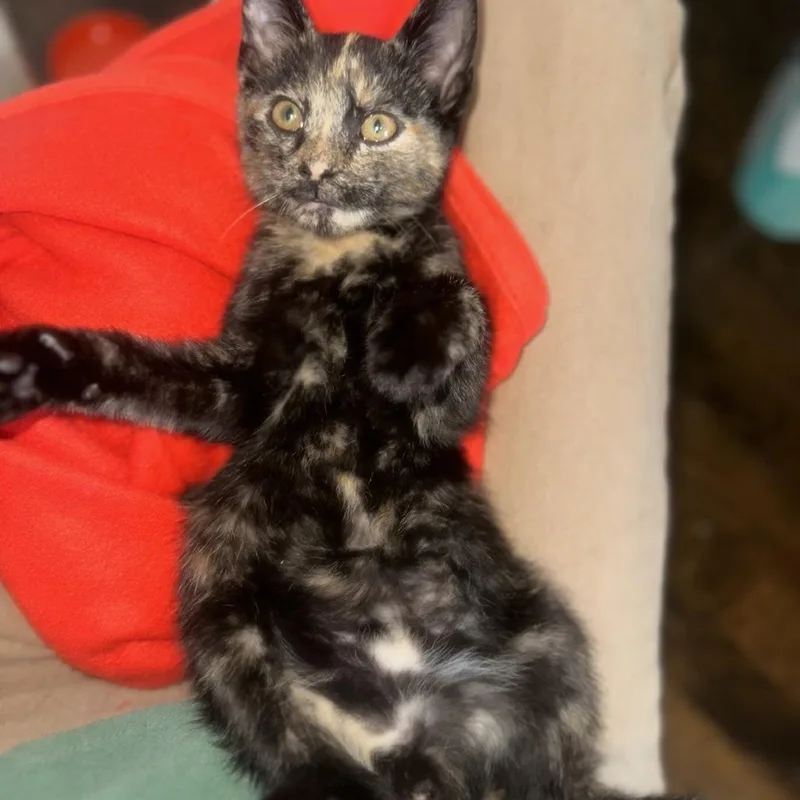 A baby small-sized female Tortoiseshell Domestic Short Hair cat named Ruth for adoption in Brooklyn, NY