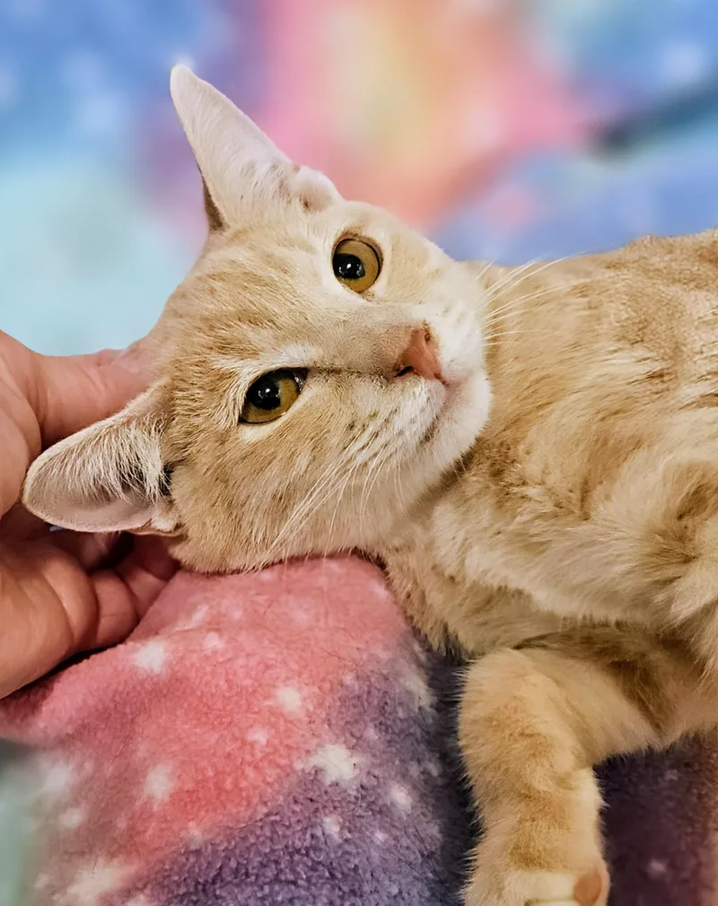 A baby medium-sized male Tabby (Orange / Red) Domestic Short Hair cat named Kip  Rancho Cucamonga for adoption in Yorba Linda, CA