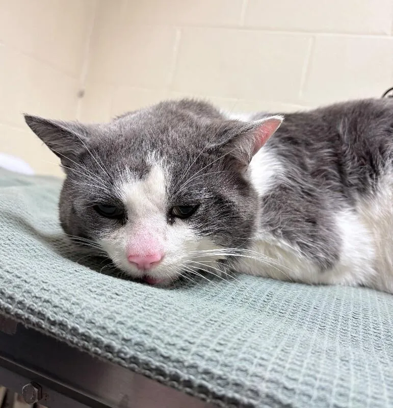 An adult large-sized male Gray / Blue / Silver Domestic Short Hair cat named Del Norte for adoption in Cincinnati, OH