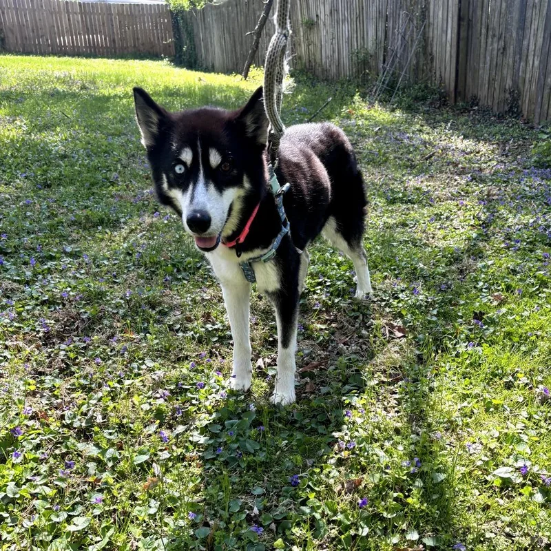 An adult small-sized female Black Husky dog named Ka'lea for adoption in Rockville, MD