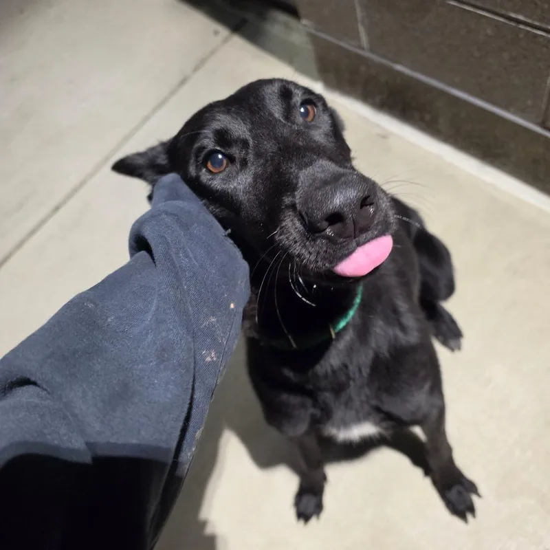 An adult medium-sized female Black Belgian Shepherd / Malinois dog named Moonstone for adoption in Greensboro, NC