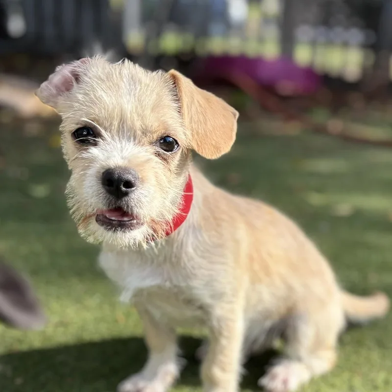 A baby small-sized female Apricot / Beige Spaniel dog named Kelly for adoption in Beverly Hills, CA