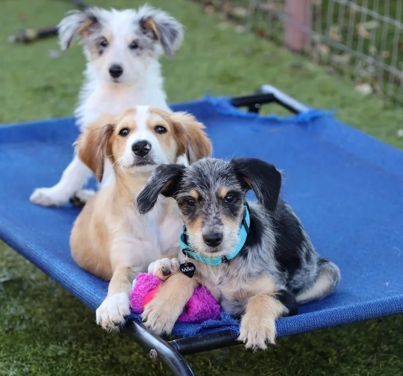 A baby medium-sized female Aussiedoodle dog named Isabel for adoption in Southlake, TX