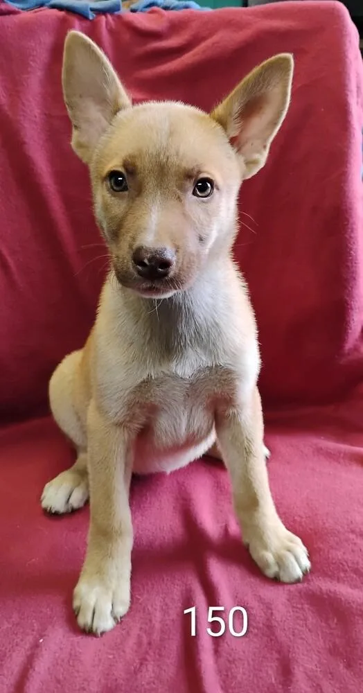 A baby medium-sized female Husky dog named Charlotte for adoption in New Lexington, OH