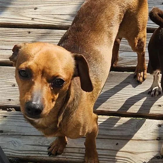 An adult small-sized male Yellow / Tan / Blond / Fawn Chihuahua dog named Sirius for adoption in Freeport, FL