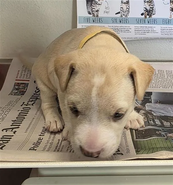 A baby small-sized female American Staffordshire Terrier dog named Daisy for adoption in San Antonio, TX