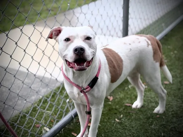 A young medium-sized female Pit Bull Terrier dog named Moomoo for adoption in Orlando, FL